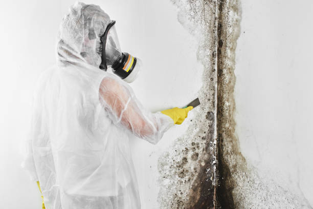 Best Home Mold Removal  in Emeryville, CA