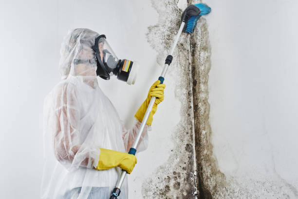 Best Emergency Mold Removal  in Emeryville, CA