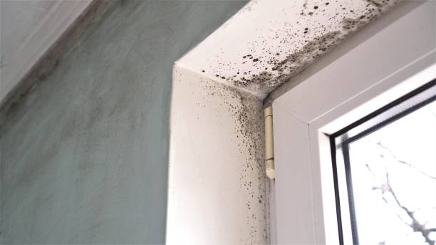 Best Mold Testing  in Emeryville, CA
