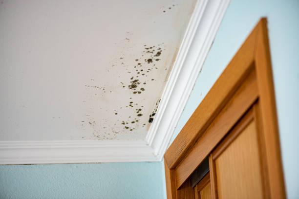 Best Mold Removal and Inspection  in Emeryville, CA