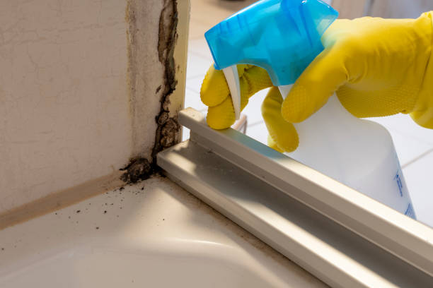 Best Mold Removal Process  in Emeryville, CA
