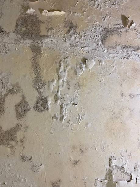 Best Local Mold Removal Service  in Emeryville, CA