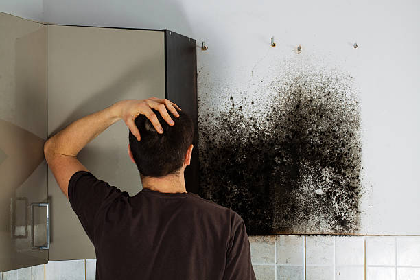 Best Mold Remediation Experts  in Emeryville, CA