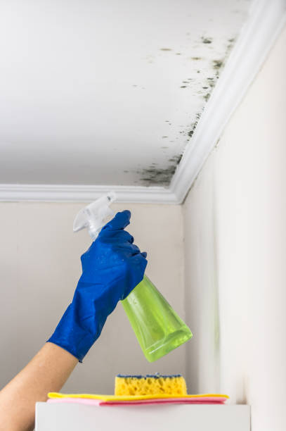 Reliable Emeryville, CA Mold Removal Solutions